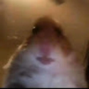 Meet your Posher, Allan